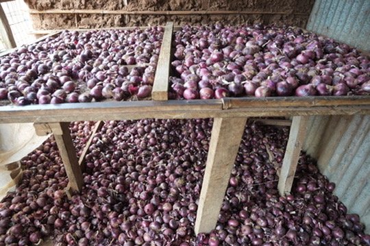 Onion Harvest in Tanzania