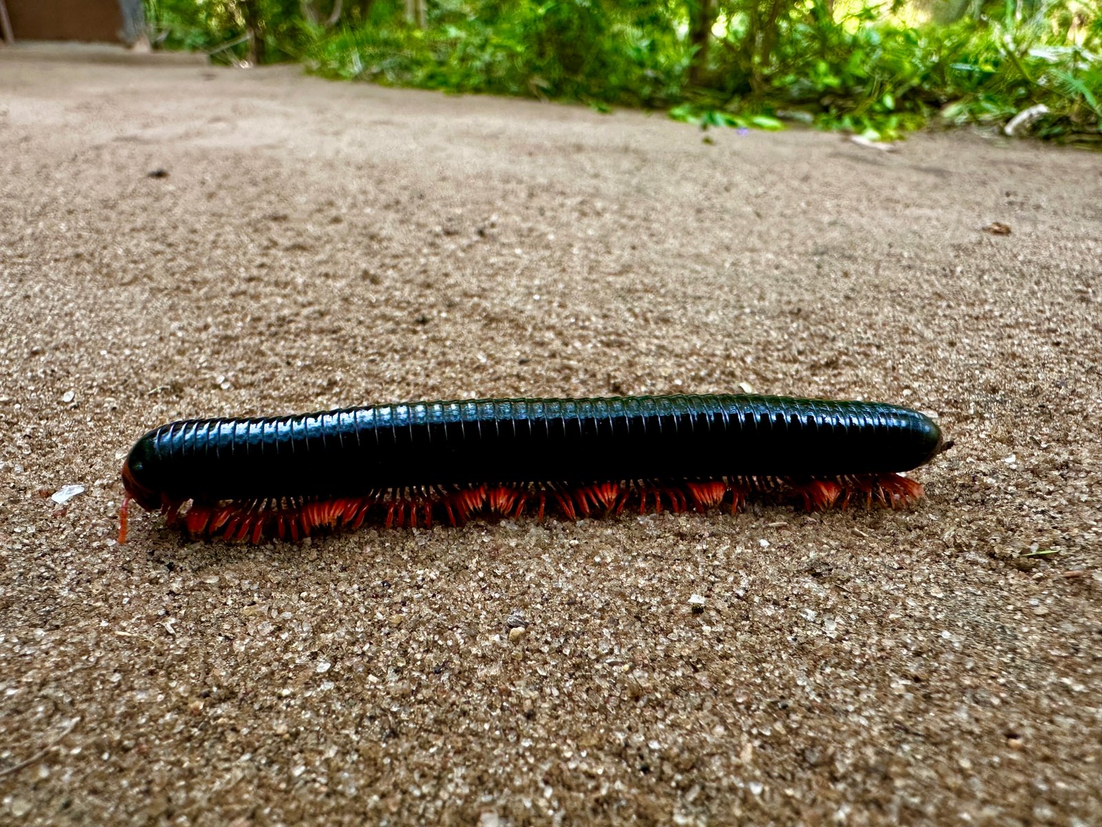 Millipede on the Move